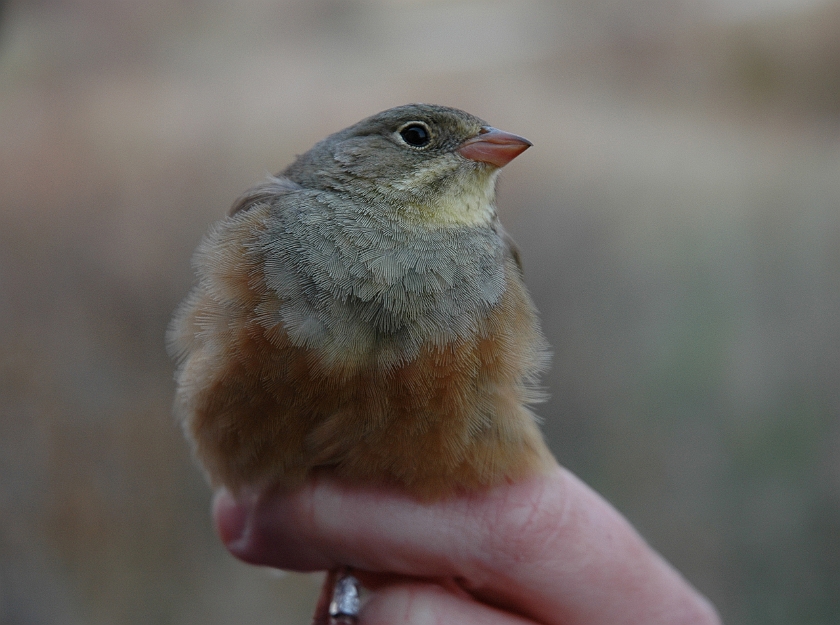 Ortolan Bunting, Sundre 20060507